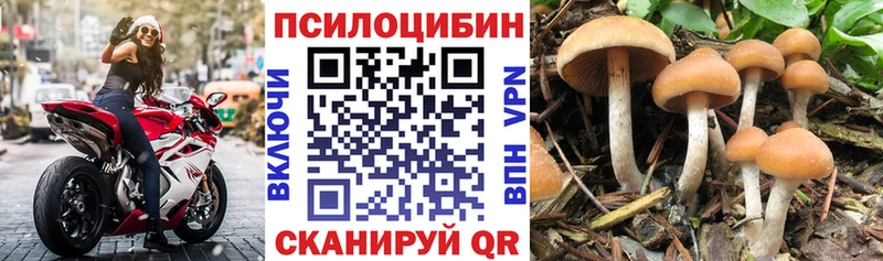 Галлюциногенные грибы Psilocybe  Губкин 